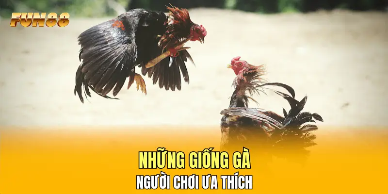 Những giống gà người chơi ưa thích Những giống gà người chơi ưa thích