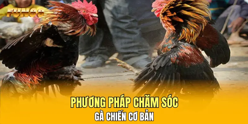 Phương pháp chăm sóc gà chiến cơ bản Phương pháp chăm sóc gà chiến cơ bản